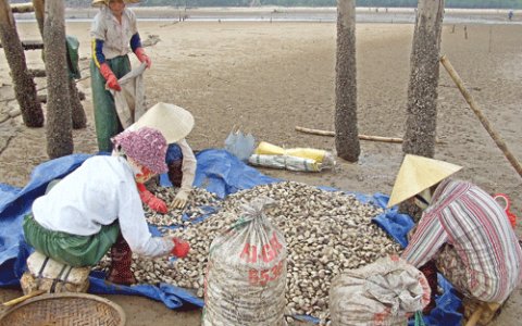 Hoằng Trường: thu hoạch ngao 6 tháng đầu năm 2014 đạt giá trị kinh tế cao.